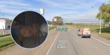Maciel: caballos sueltos en Ruta 11 casi provocan un accidente