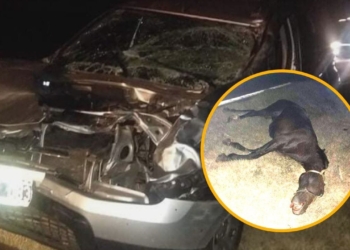 Un hombre internado y un caballo muerto tras accidente en autopista