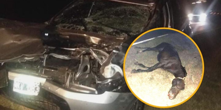 Un hombre internado y un caballo muerto tras accidente en autopista
