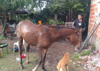 Bomberos de San Genaro rescataron a un caballo que cayó a un pozo ciego