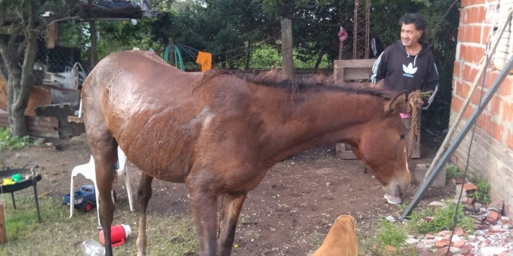 Bomberos de San Genaro rescataron a un caballo que cayó a un pozo ciego