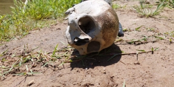 El Equipo de Antropología Forense ya analiza el cráneo hallado en Serodino