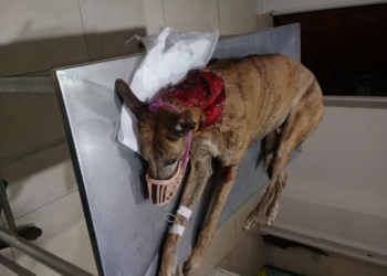 Atacaron salvajemente a un perro en Gaboto: está grave y piden ayuda
