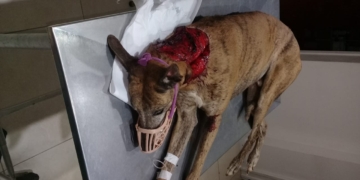 Atacaron salvajemente a un perro en Gaboto: está grave y piden ayuda