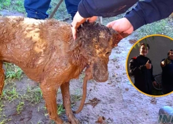 Bomberos de Totoras rescataron a un perro que cayó a un pozo ciego