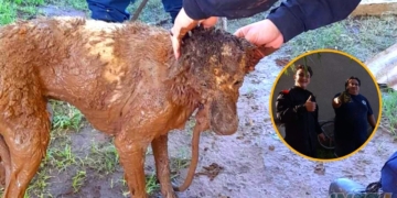 Bomberos de Totoras rescataron a un perro que cayó a un pozo ciego