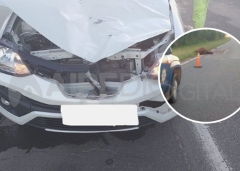 Dos autos chocaron contra caballos en autopista: un animal muerto y un hombre herido