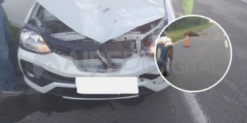 Dos autos chocaron contra caballos en autopista: un animal muerto y un hombre herido