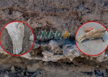 Hallaron impactantes restos fósiles en San Fabián