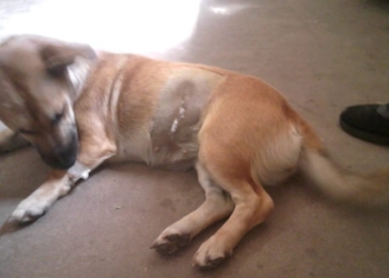 Castraron a 21 perritas en Maciel durante el mes de marzo