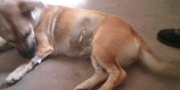 Castraron a 21 perritas en Maciel durante el mes de marzo