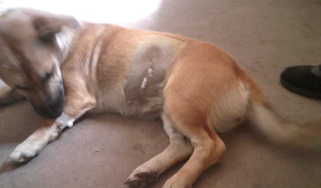 Castraron a 21 perritas en Maciel durante el mes de marzo