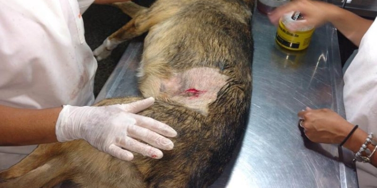 Nueva campaña masiva de castración en Correa: abrió la inscripción