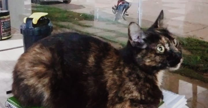 Indignación: mataron a la mascota del club Sp. Belgrano de Oliveros