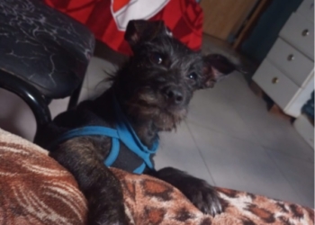 Buscan a «Lolo», un perrito de Timbúes compañero de un bebé con discapacidad