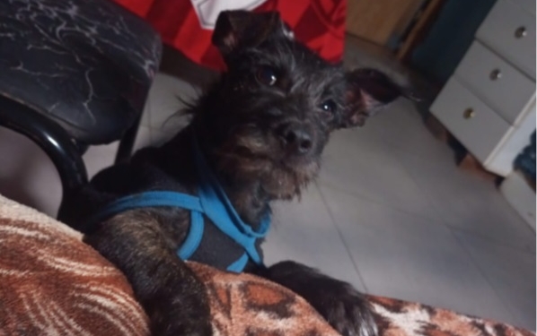 Buscan a “Lolo”, un perrito de Timbúes compañero de un bebé con discapacidad