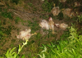 Un oliverense detenido por ingresar a un campo a robar pollos entre Oliveros y Maciel