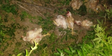 Un oliverense detenido por ingresar a un campo a robar pollos entre Oliveros y Maciel