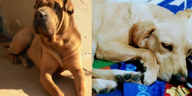 Dos perros murieron electrocutados en Barrancas por un cable