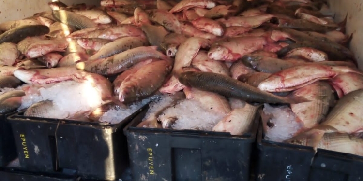 Un camión salió de Gaboto con 11 mil kilos de pescado y le decomisaron la carga