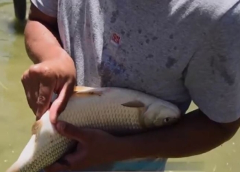Pescadores reclaman por el precio del sábalo y podrían trasladar la protesta a las rutas