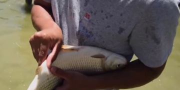 Pescadores reclaman por el precio del sábalo y podrían trasladar la protesta a las rutas