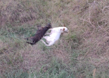 Cuatro perros murieron envenenados en San Genaro 