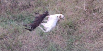 Cuatro perros murieron envenenados en San Genaro 