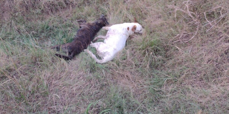 Cuatro perros murieron envenenados en San Genaro 