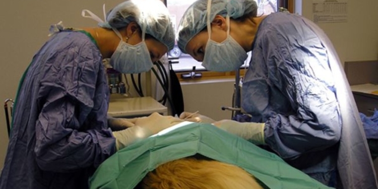 Barrancas anunció una nueva jornada de castraciones de mascotas