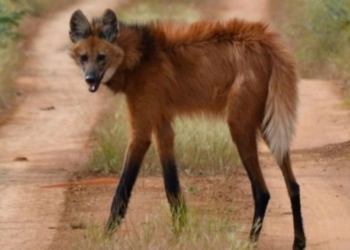 Tras los avistajes en la región, piden proteger al Aguará Guazú