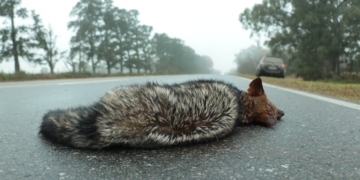 Un zorro pampeano murió atropellado camino a Gaboto: «Conciencia vial y protección de la fauna»
