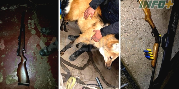 Rescataron un aguará guazú y detuvieron a dos cazadores en un campo de la región