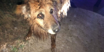 Rescataron a un perrito que cayó al canal en Maciel