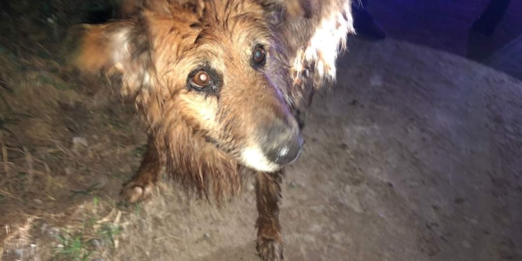 Rescataron a un perrito que cayó al canal en Maciel