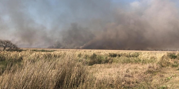 Incendios en el Delta: ya son 60 mil las hectáreas afectadas en lo que va del año