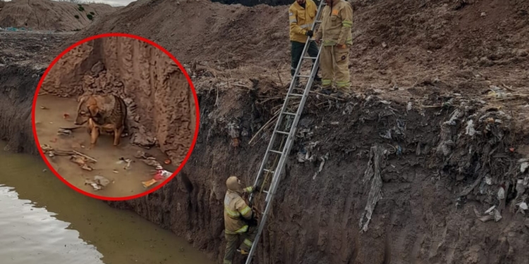 Bomberos sofocaban un incendio pero terminaron salvando a un perrito que cayó a una fosa con agua 