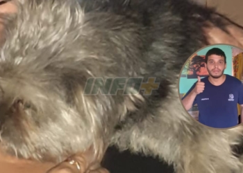 Rescataron a un perrita en Timbúes y se la robaron: «Mi hijo es autista y llora por la perra»