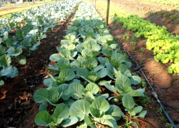 Gaboto apunta a tener su propia Huerta Comunitaria