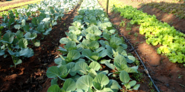 Gaboto apunta a tener su propia Huerta Comunitaria