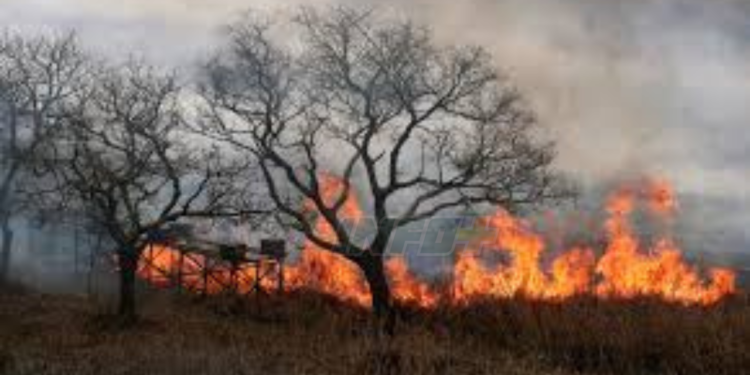 Siguen los incendios en el Delta del Paraná con focos frente a San Lorenzo