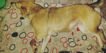 Una perrita murió al ser mordida por una víbora entre Oliveros y Maciel