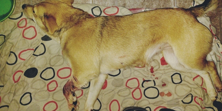 Una perrita murió al ser mordida por una víbora entre Oliveros y Maciel