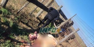 Alerta: los animales faenados y robados en Oliveros podrían tener rabia