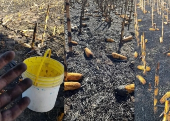 Incendio intencional en un campo a punto de ser cosechado en Bernardo de Irigoyen
