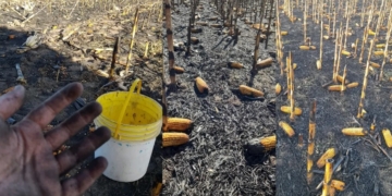 Incendio intencional en un campo a punto de ser cosechado en Bernardo de Irigoyen
