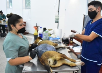 Anunciaron la fecha de castraciones para Oliveros, Salto Grande y Colonia Medici