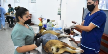 Anunciaron la fecha de castraciones para Oliveros, Salto Grande y Colonia Medici