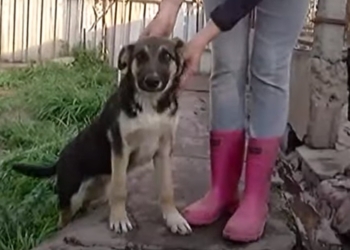 Un hombre abandonó a un perro y lo arrojó al techo de un refugio: quedó filmado