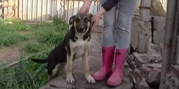 Un hombre abandonó a un perro y lo arrojó al techo de un refugio: quedó filmado